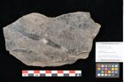 Foto (Objekt + Etikett) von Laccopteris muensteri Schenk (NHMW-GEO-2024-0188-10523)